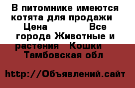 В питомнике имеются котята для продажи › Цена ­ 30 000 - Все города Животные и растения » Кошки   . Тамбовская обл.